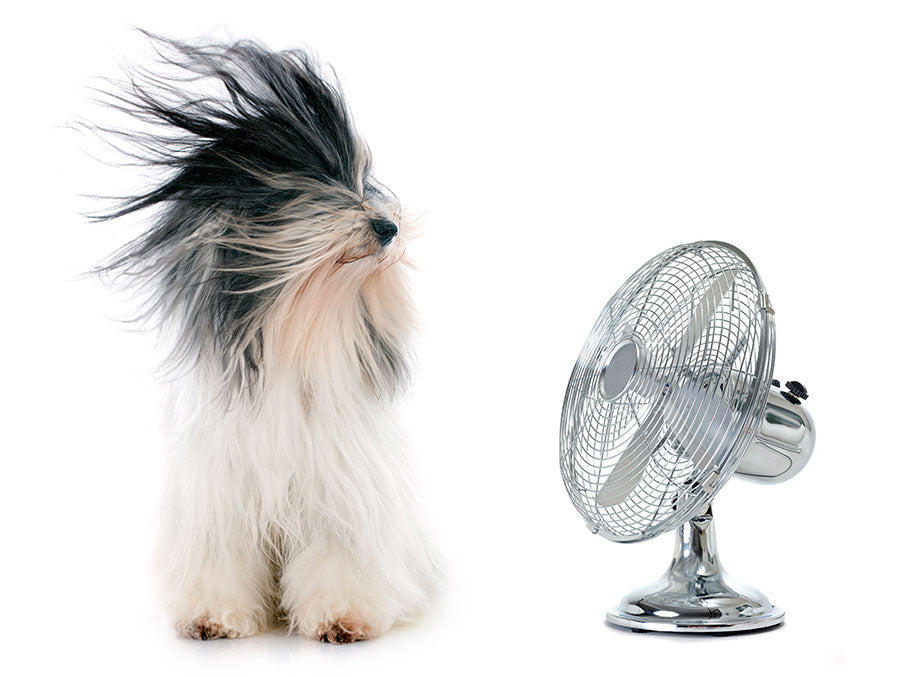 Que-ventilador-elegir